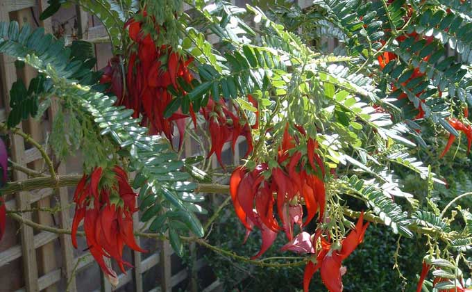 Some plants in the gardens