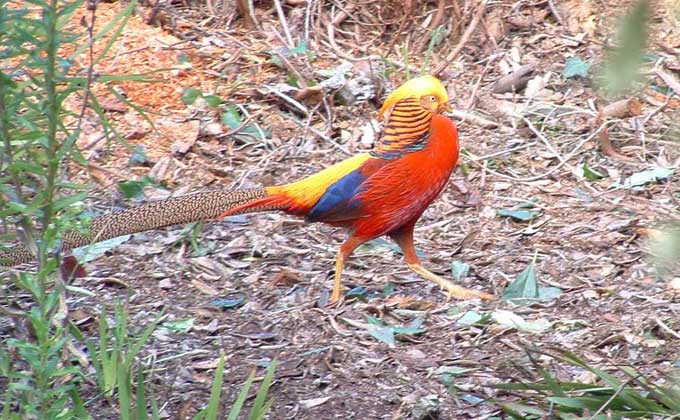 A bird in the Tresco Gardens