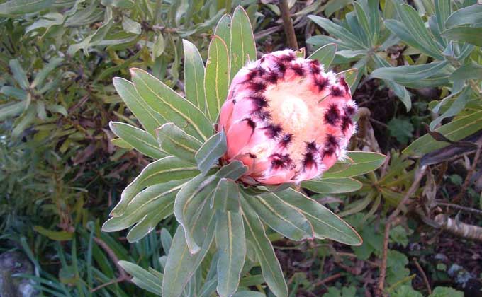 A plant in the Tresco Gardens