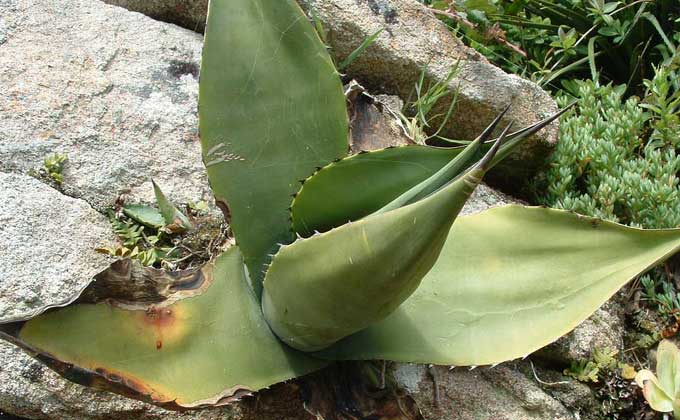 Another plant in the Tresco Gardens