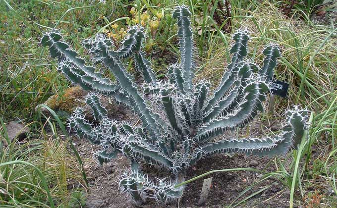 A spiky plant in The Tresco Gardens