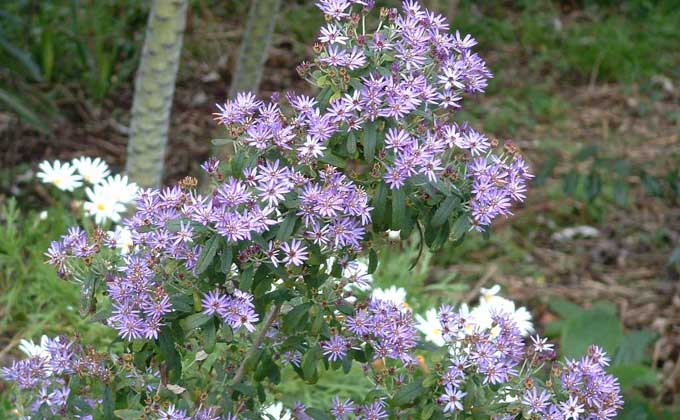 More flowers